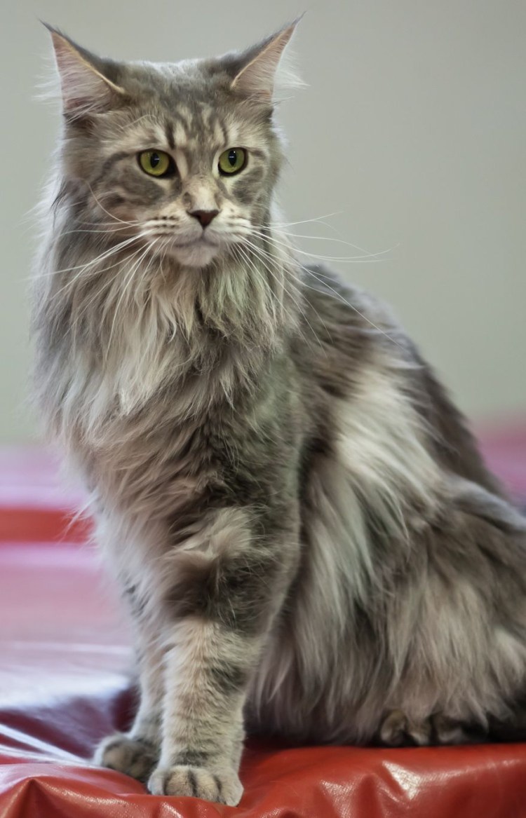 Смесь сибирской кошки