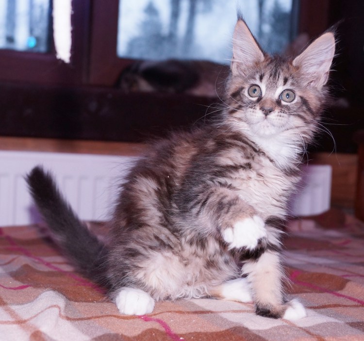 Кошка Мейн кун