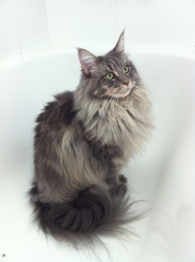 Норвежская Лесная кошка и Мейн кун метис