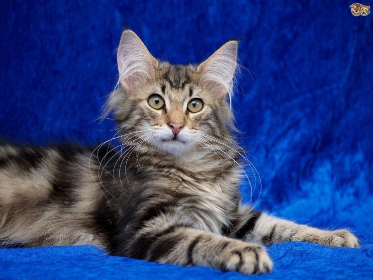 Норвежская Лесная