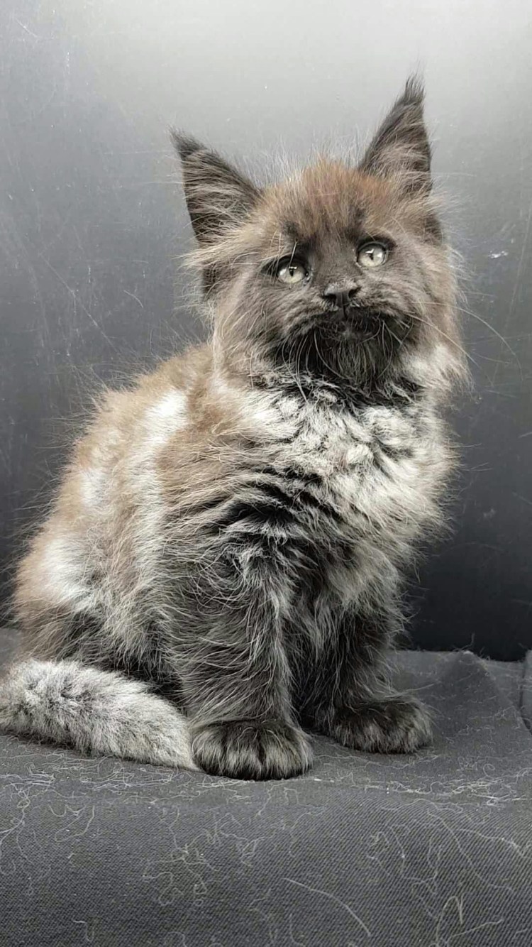 Порода метис мейнкун