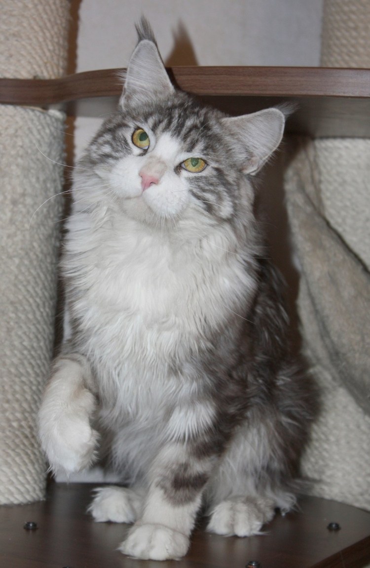 Мейн кун и Сибирская кошка