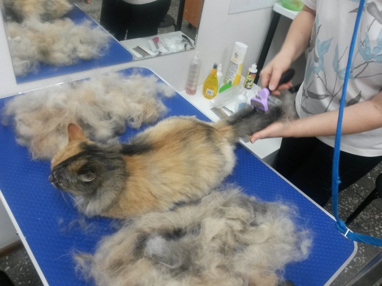 Для вычесывания шерсти у кошек