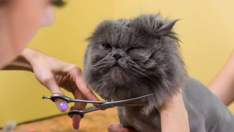 Фурминатор для Мейн кунов