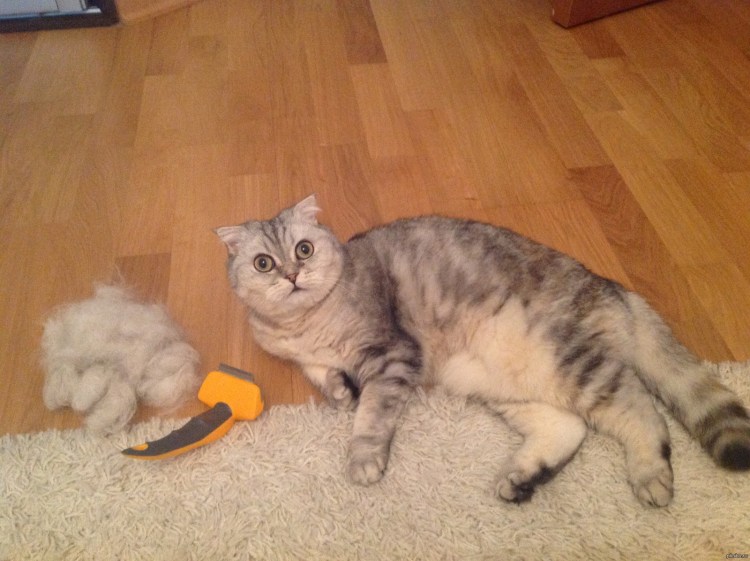 Фурминатор для кота