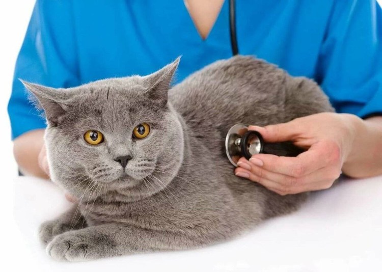 Для вычесывания шерсти у кошек фурминатор