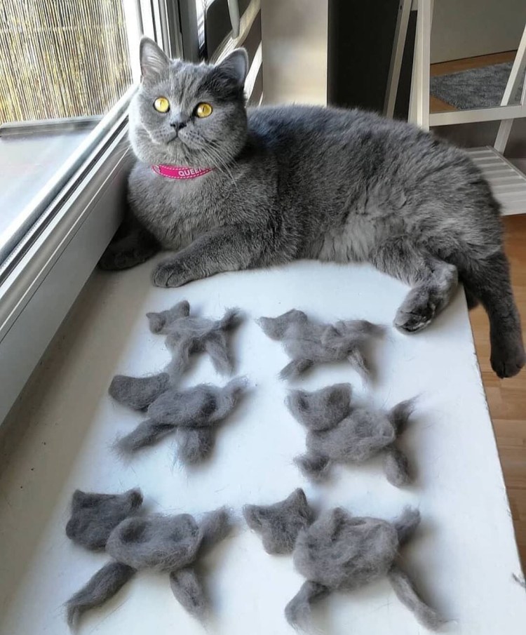 "Purrple Cat" && ( исполнитель