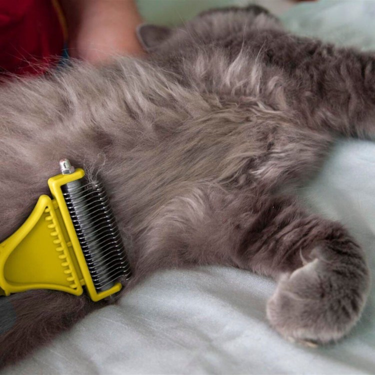 Вычесанный британец