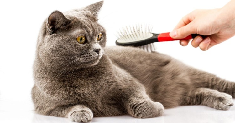 Расчёска для кошек фурминатор Шотландская вислоухая кошка