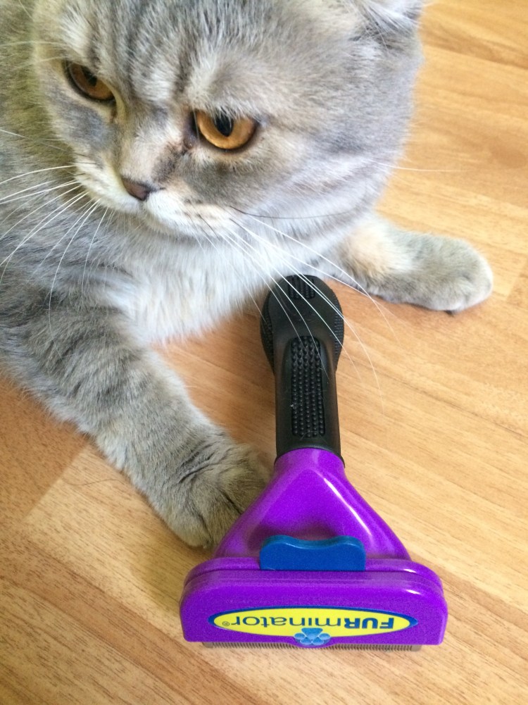 Линька у котов