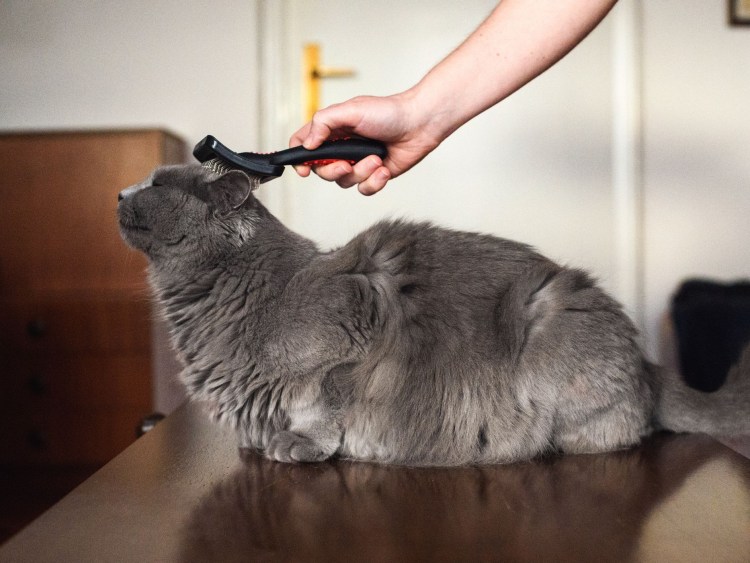 Вычесывание кошек