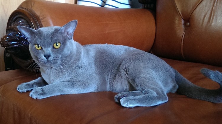 Бурманская кошка голубая