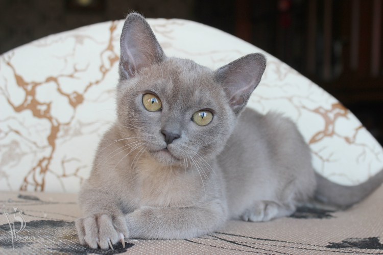 Европейская Бурманская кошка лиловая