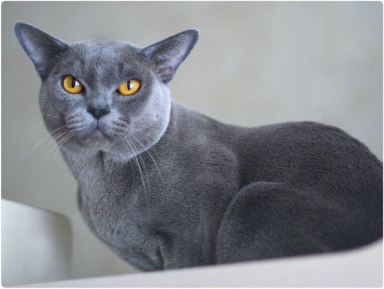 Европейская Бурма голубая