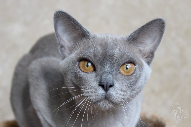 Голубая Бурма