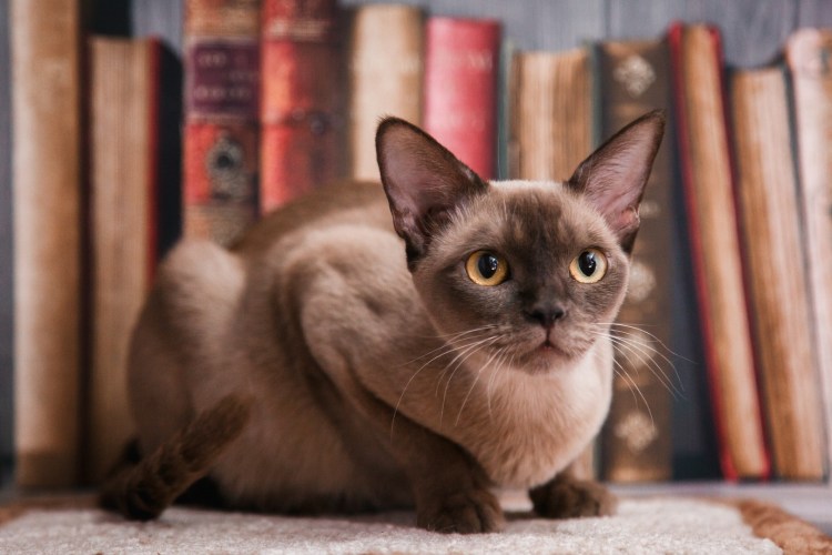 Бурманская кошка котята