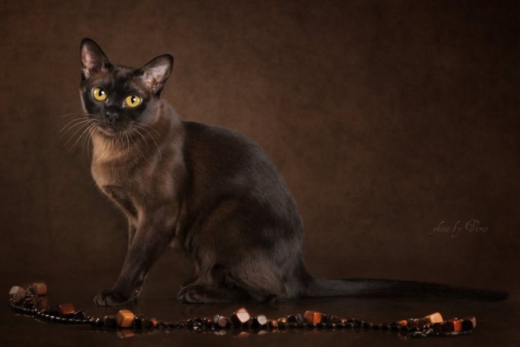 Европейская Бурма серая