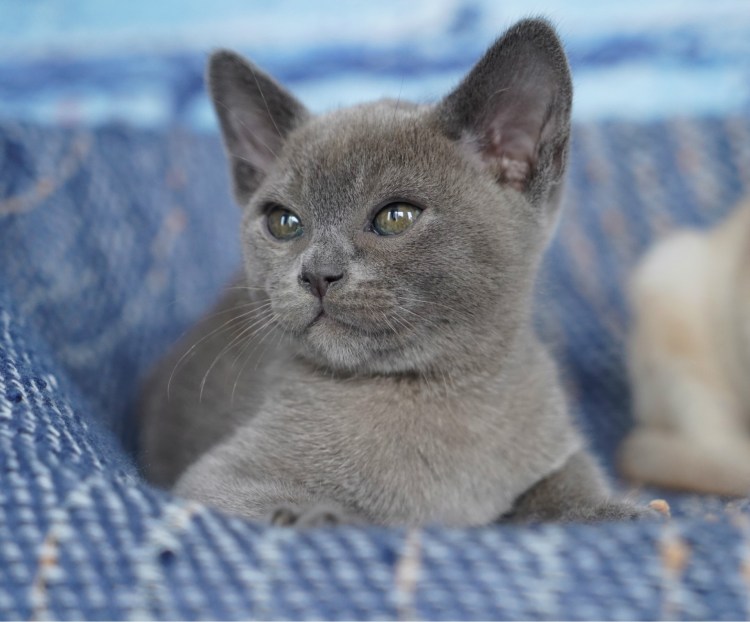 Европейская Бурма голубая