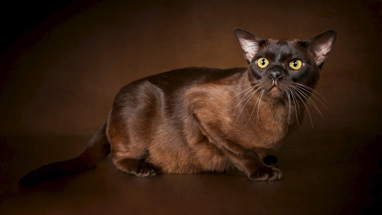 Бурманская кошка европейская и американская