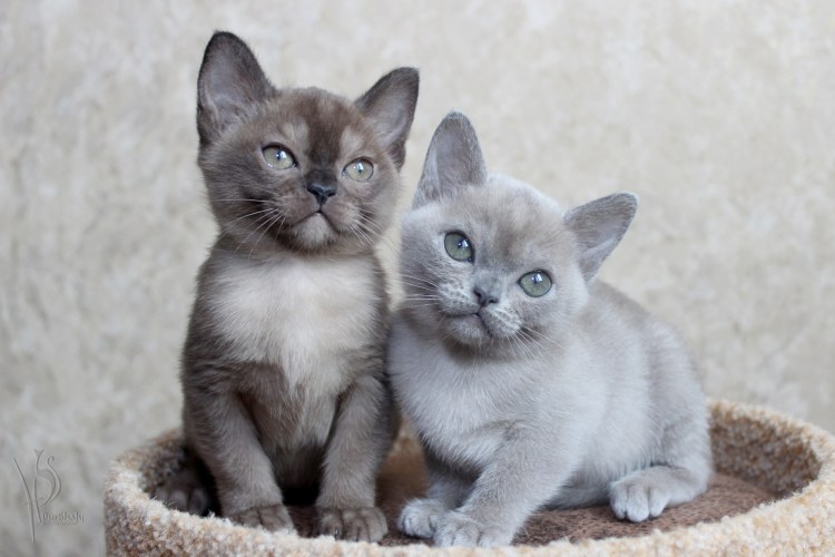 Голубая Бурма