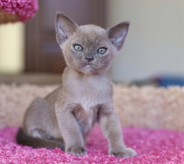 Бурма голубой окрас 2 месяца