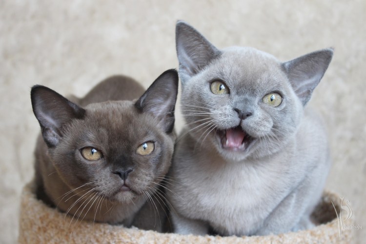 Бурманская кошка голубая