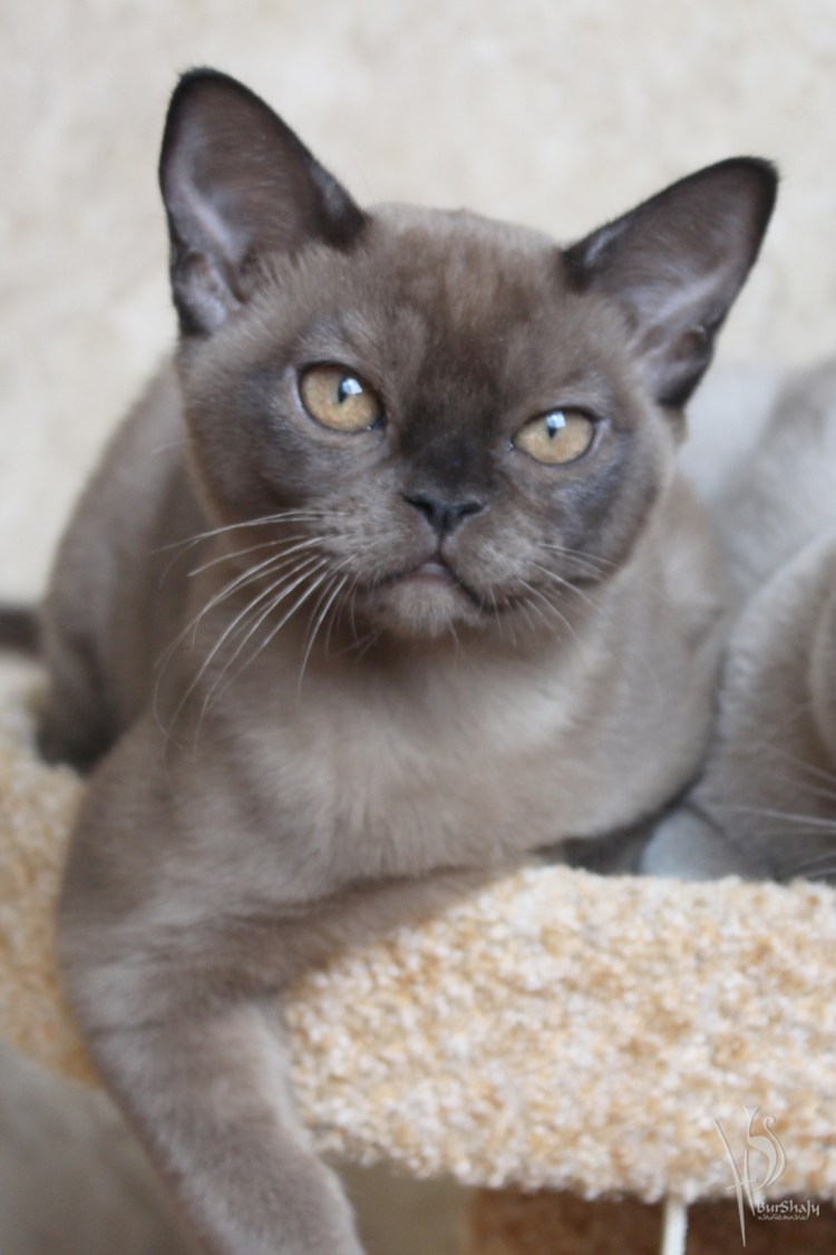 Бурманская кошка американская лиловая