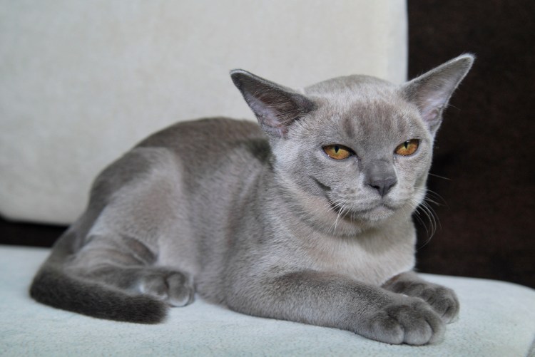 Кошка Бурма голубая