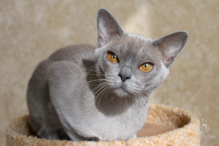 Бурманская кошка европейская голубая