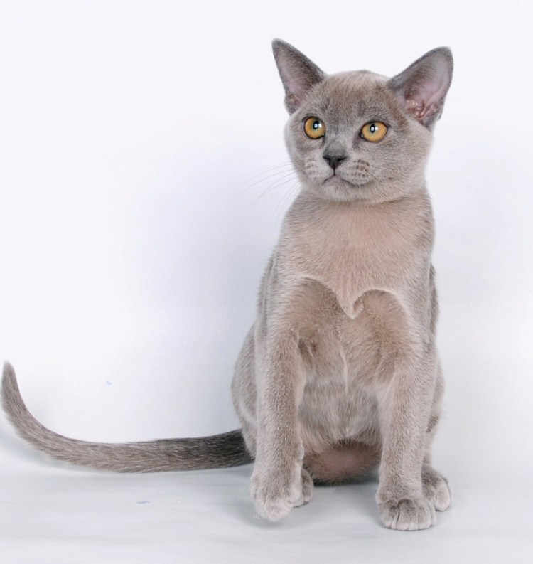 Голубая американская Бурма