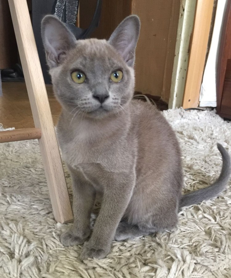 Кошка Бурма голубая