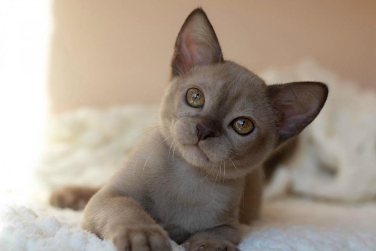 Бурманская кошка голубого окраса