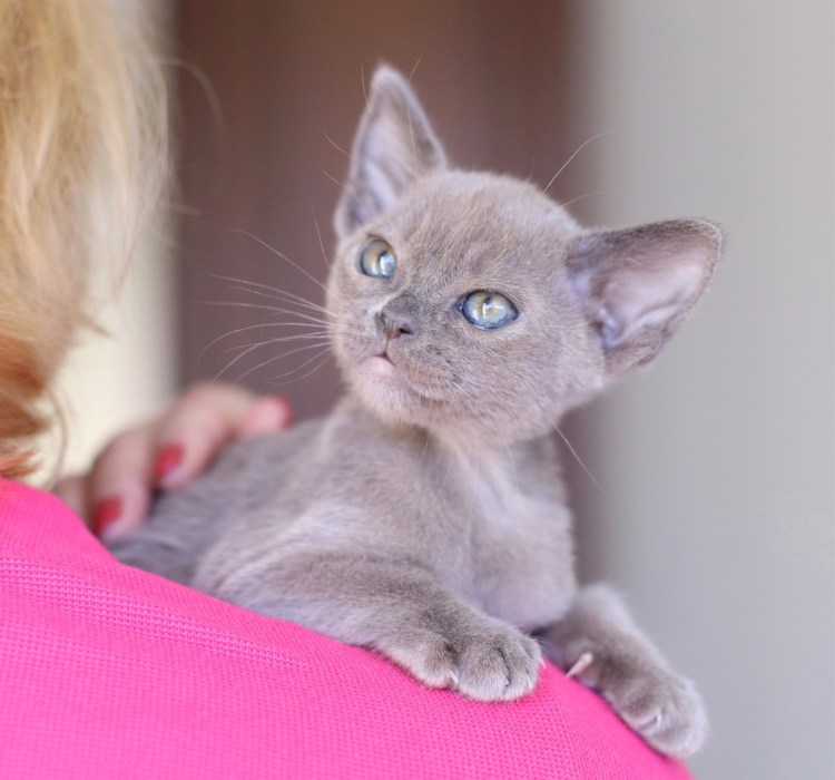 Бурма коты серые