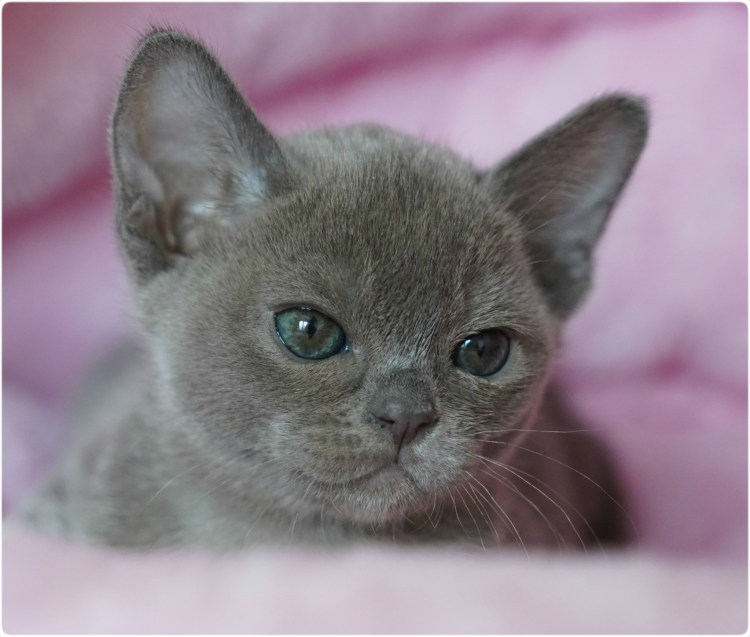 Европейская Бурма Соболь