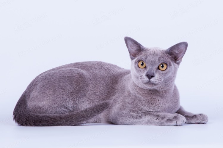 Европейская Бурма голубая