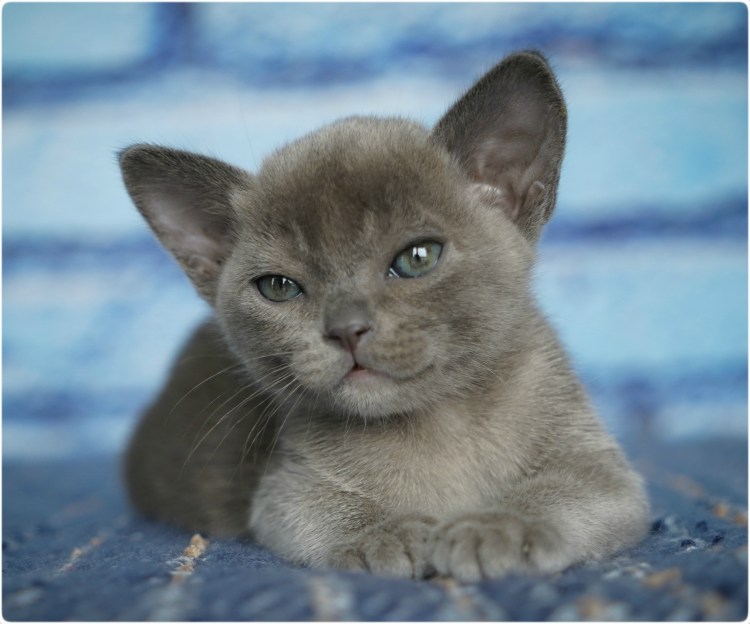 Европейская Бурма голубого окраса