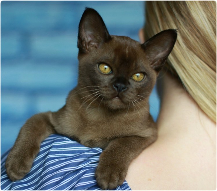 Европейская Бурманская кошка черная