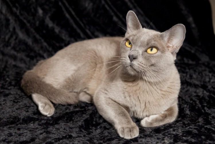 Бурманская кошка европейская голубая