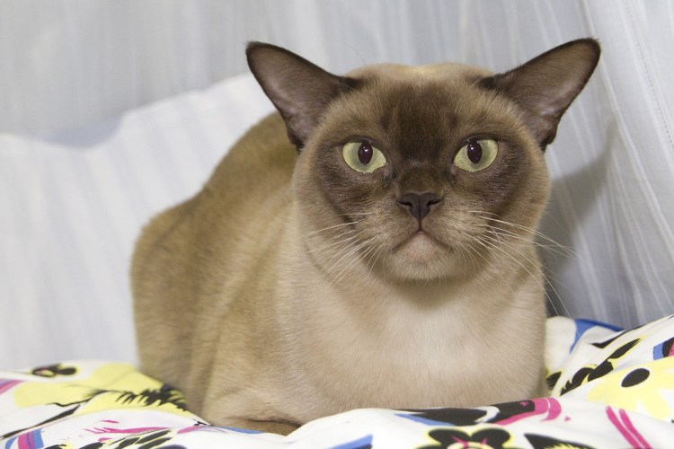 Голубой бурманский кот