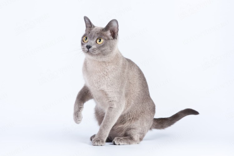 Лиловая Бурманская кошка фото