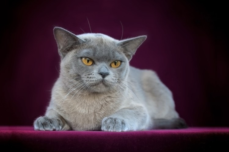 Голубой бурманский кот