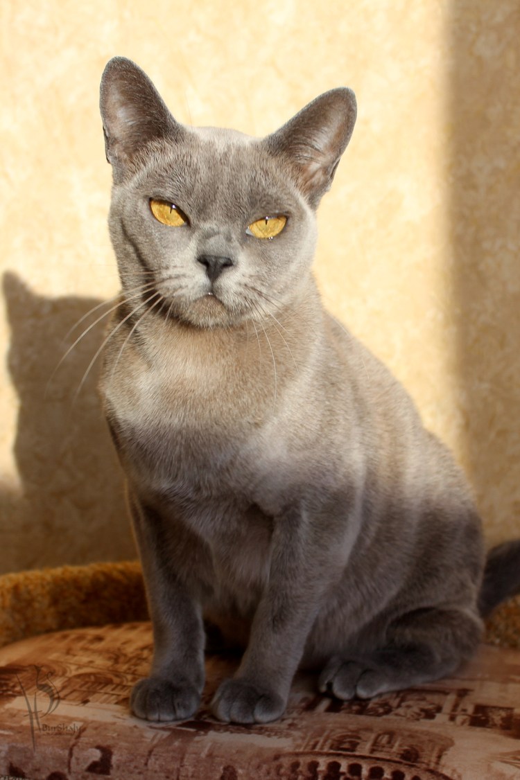 Бурманская кошка серая