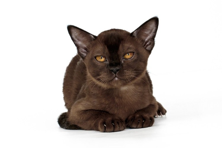 Бурманская кошка голубая