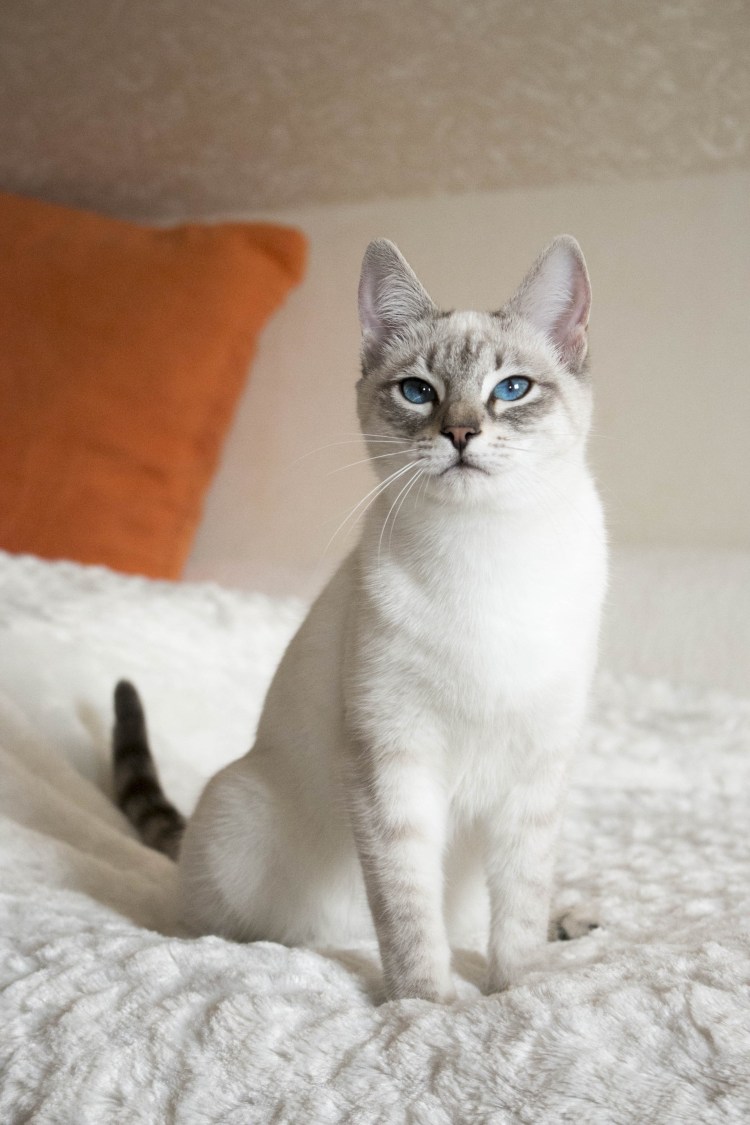 Тайская кошка табби Пойнт серый