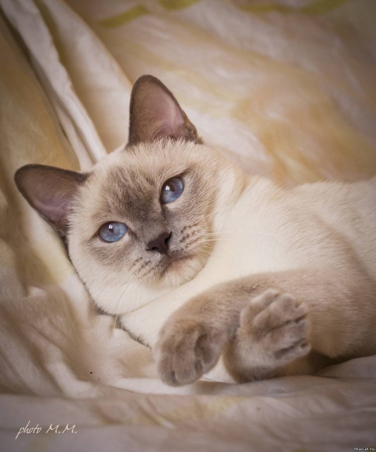 Шоколад тебби Пойнт тайская