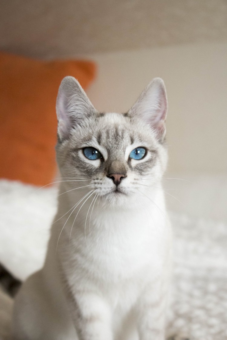 Тайский кот Блю тебби Пойнт