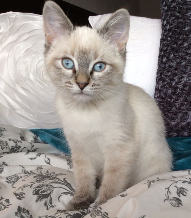 Балинезийская кошка табби Пойнт