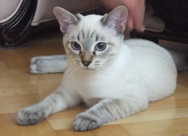 Тайская кошка табби Пойнт