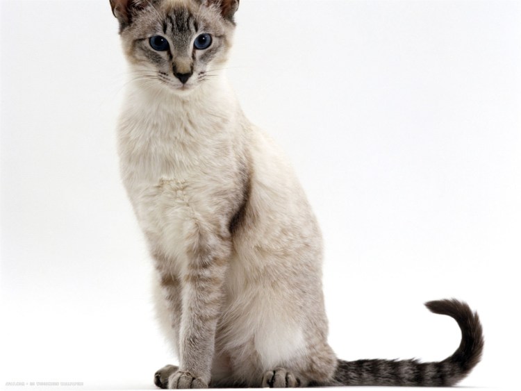 Тайская кошка сил тебби Пойнт