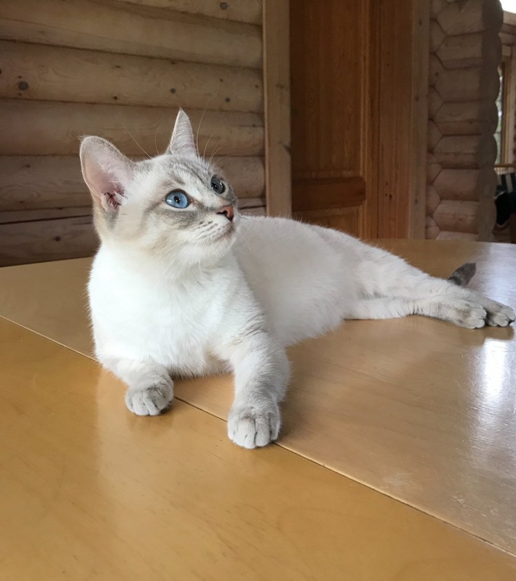 Сиамская Блю тебби поинт